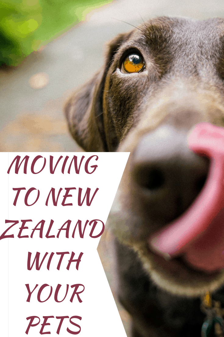 moving to new zealand with pets